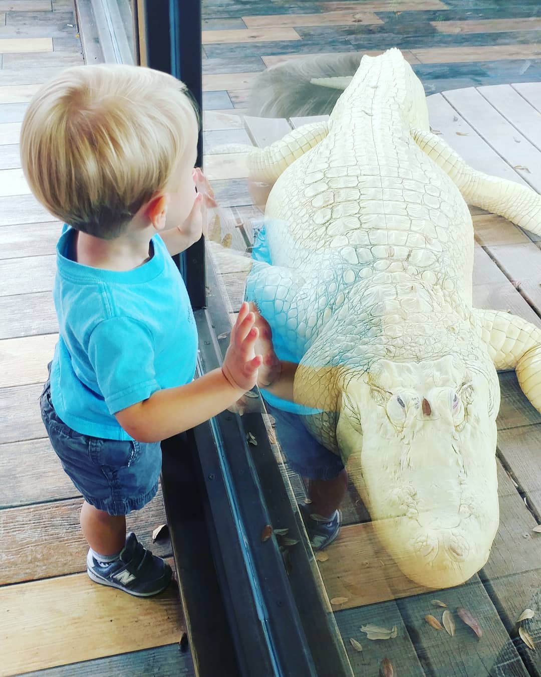 Little boy staring at an albino alligator at Fun 亚洲第一飞艇幸运168体彩综合平台 Spot's Gator Spot