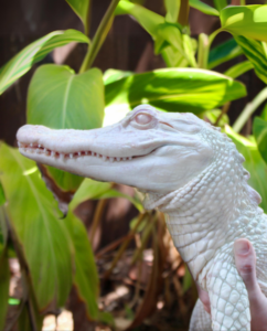 Albino Gator