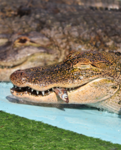 gator feeding Feed an alligator