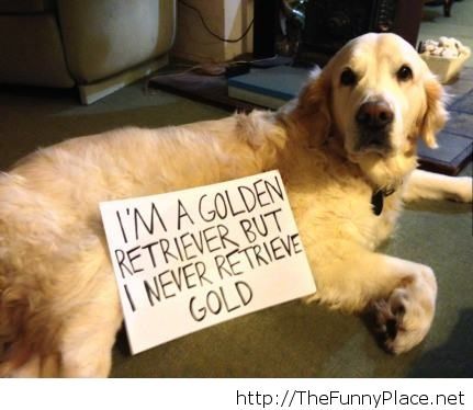 Golder Retriever funny message