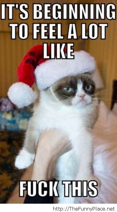 Grumpy cat about Christmas