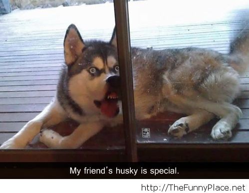Funny dog face - Husky