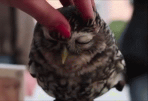 Owl receiving massage