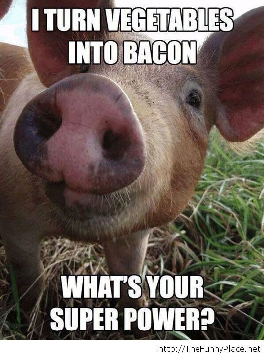 Funny pig superpower