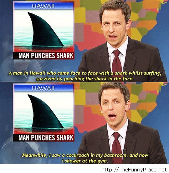Man punches shark…