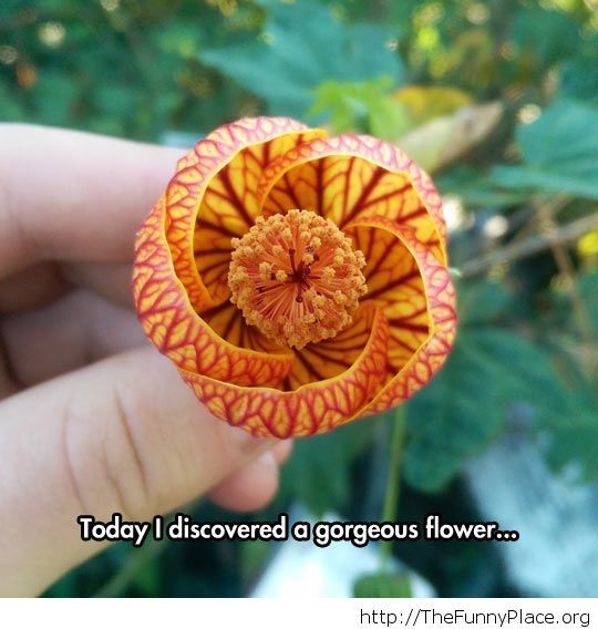 A gorgeous flower