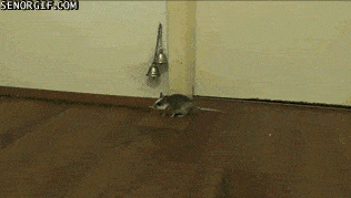 A very polite mouse
