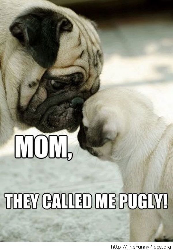 Cute saying little pug