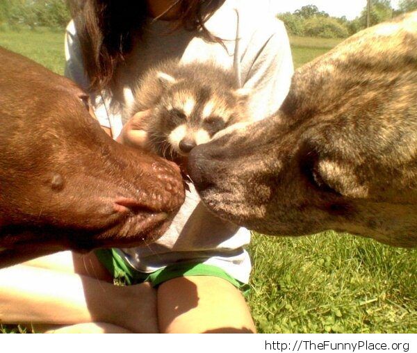 Dogs with baby racoon