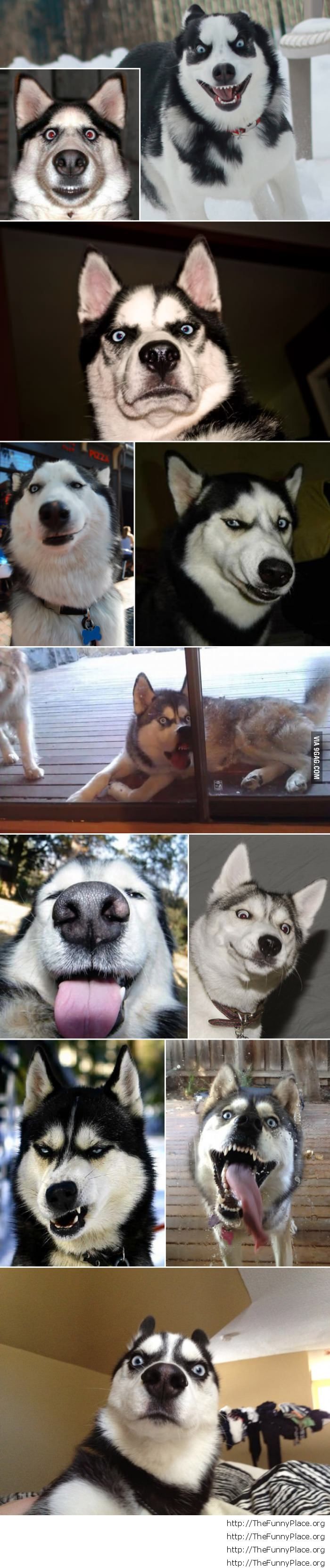 Funny husky faces
