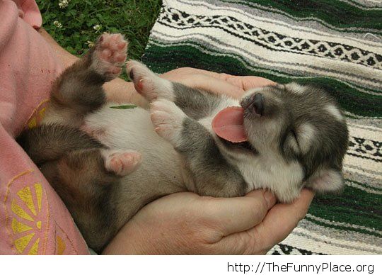 Adorable wolf dog puppy