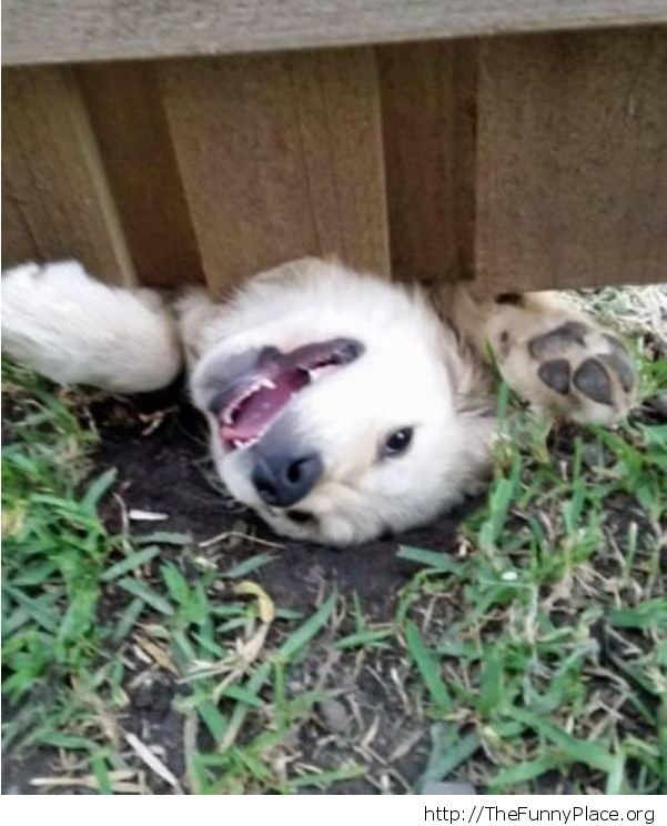 Dog under fence