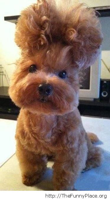 dog-fro