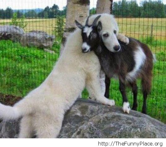 Goat hug