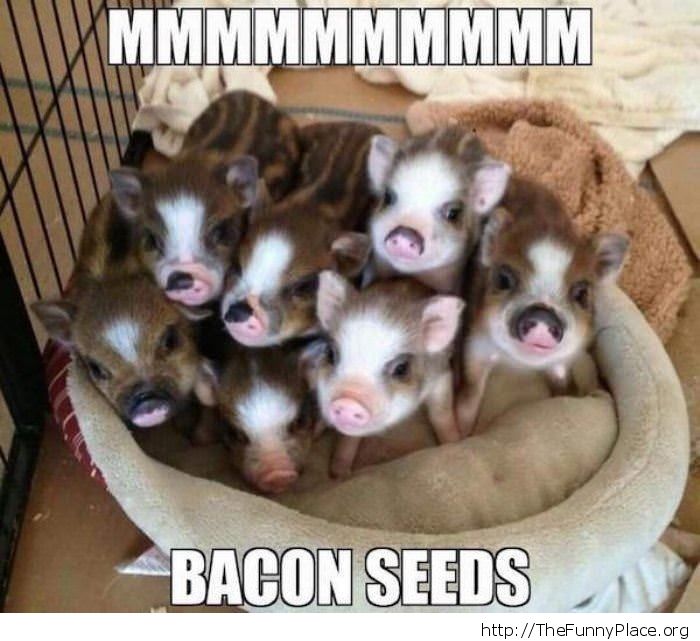 Bacon seeds